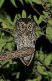 Whiskered Screech-Owlborder=